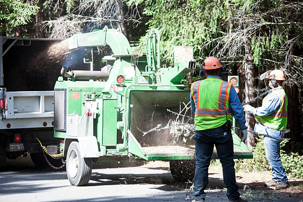 Best Grass Overseeding  in Old Stine, CA